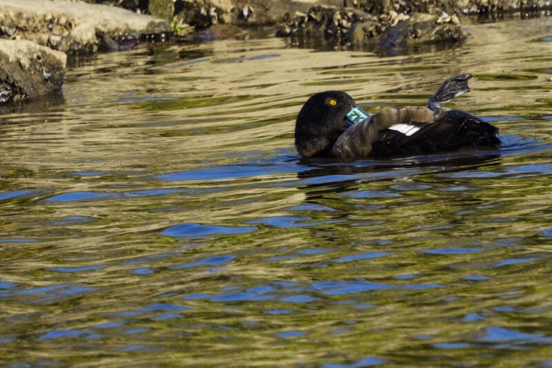 Fuligule morillon femelle